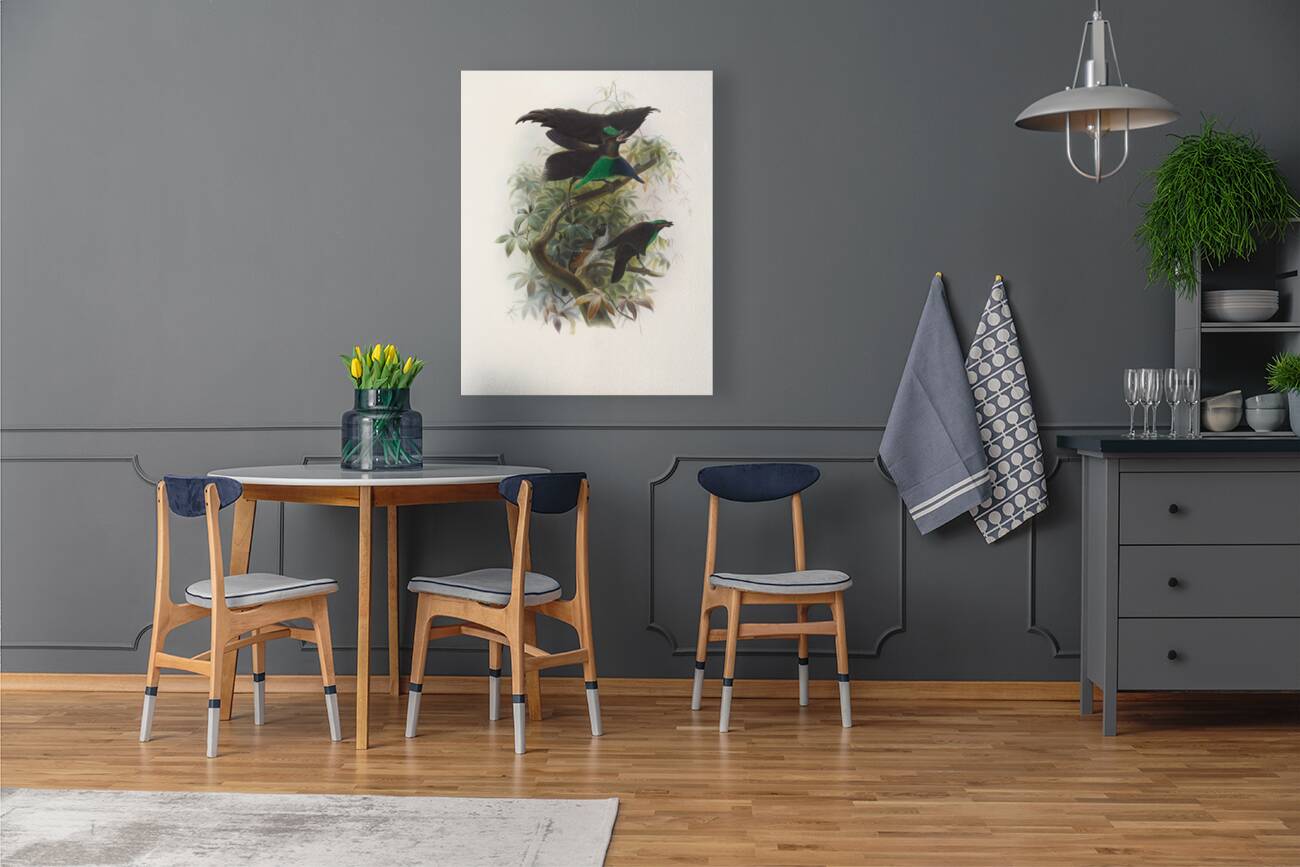 Lophorina atra 1873 Reproduction