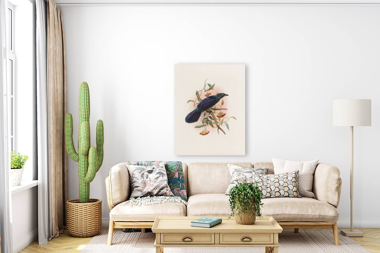 Manucodia Keraudreni 1873 Reproduction