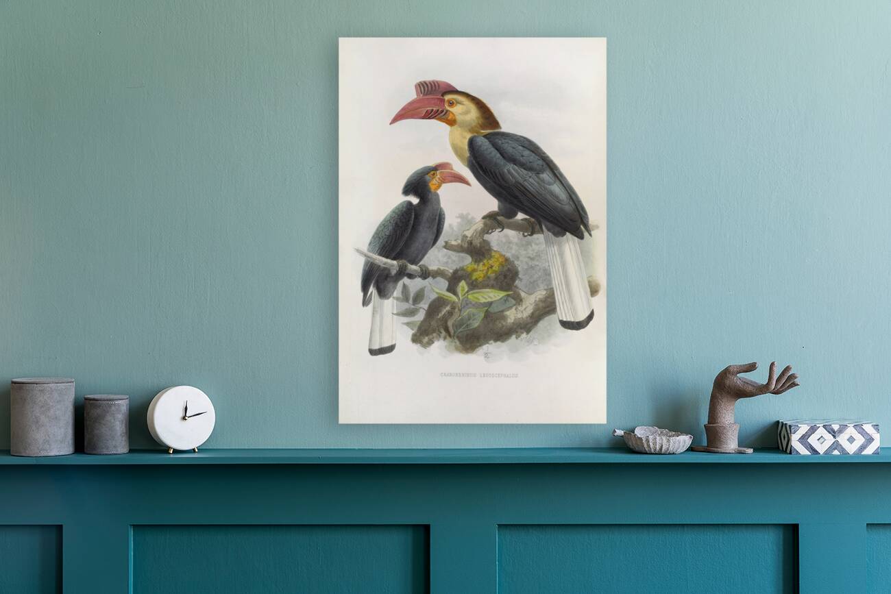 Cranorrhinus leucocephalus 1882 Reproduction