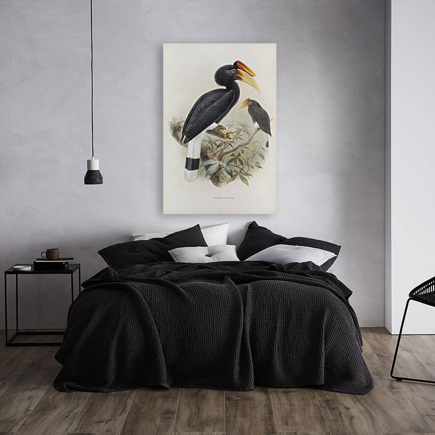 Buceros sylvestris 1882 Reproduction