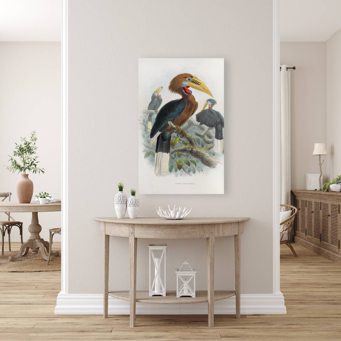 Aceros nepalensis 1882 Reproduction