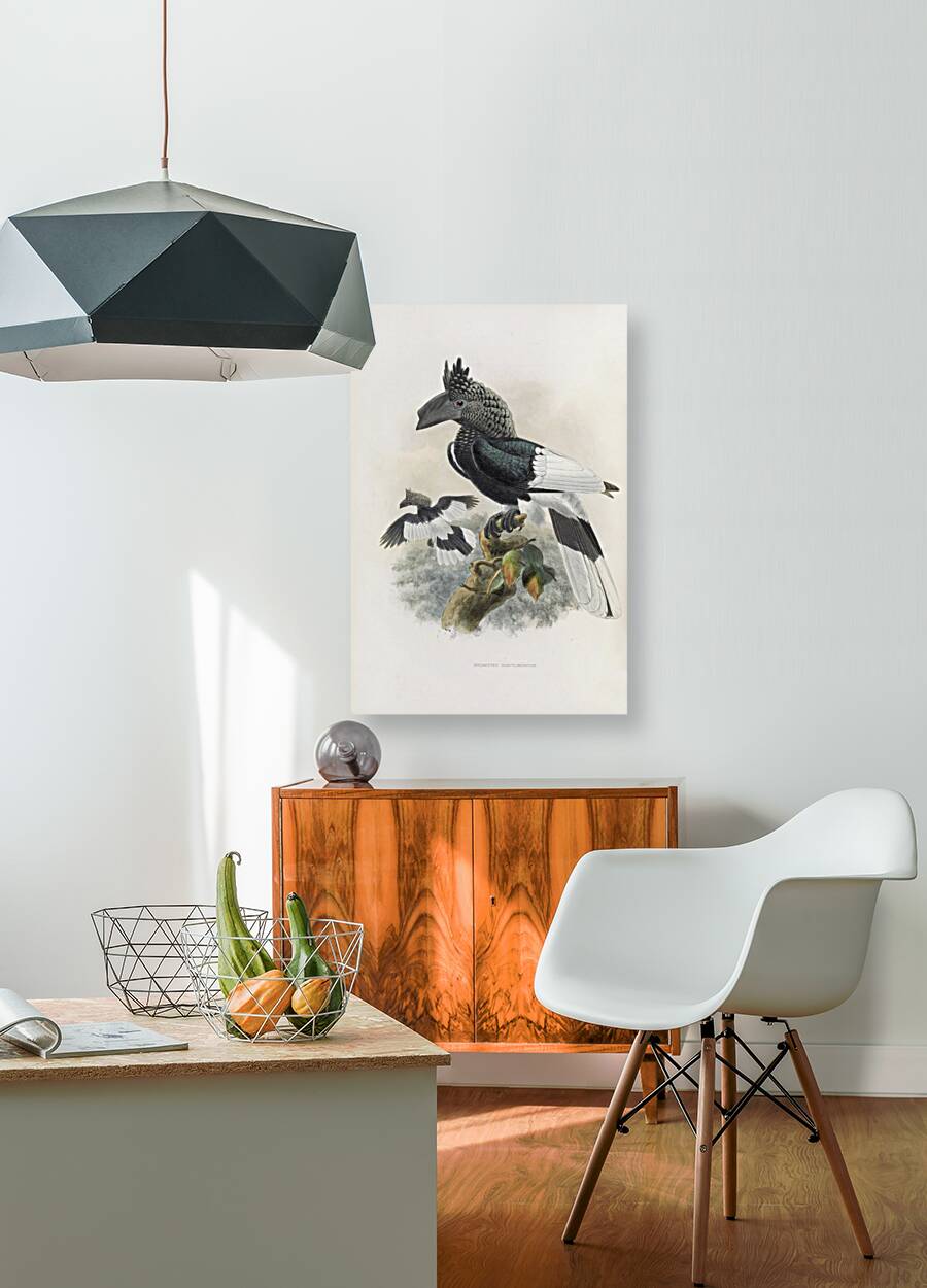 Bycanistes subcylindricus 1882 Reproduction