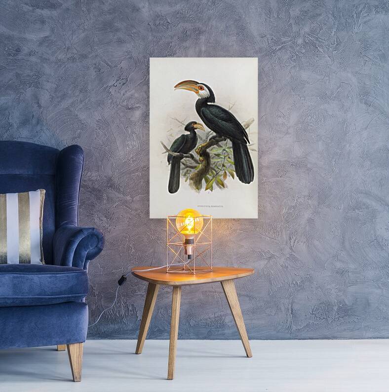 Hydrocissa exarhatus 1882 Reproduction