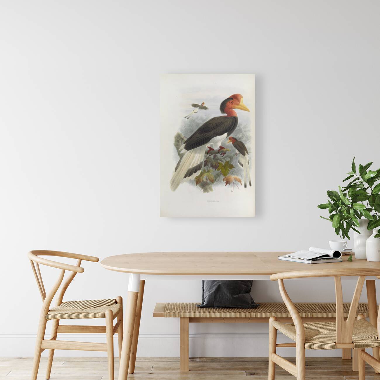 Rhinoplax vigil 1882 Reproduction