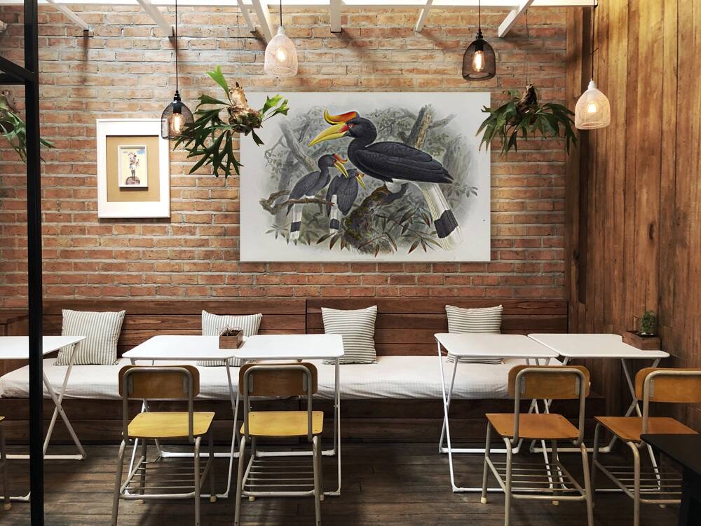 Buceros rhinoceros 1882 Reproduction