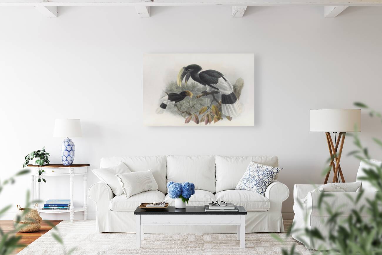 Bycanistes albotibialis 1882 Reproduction