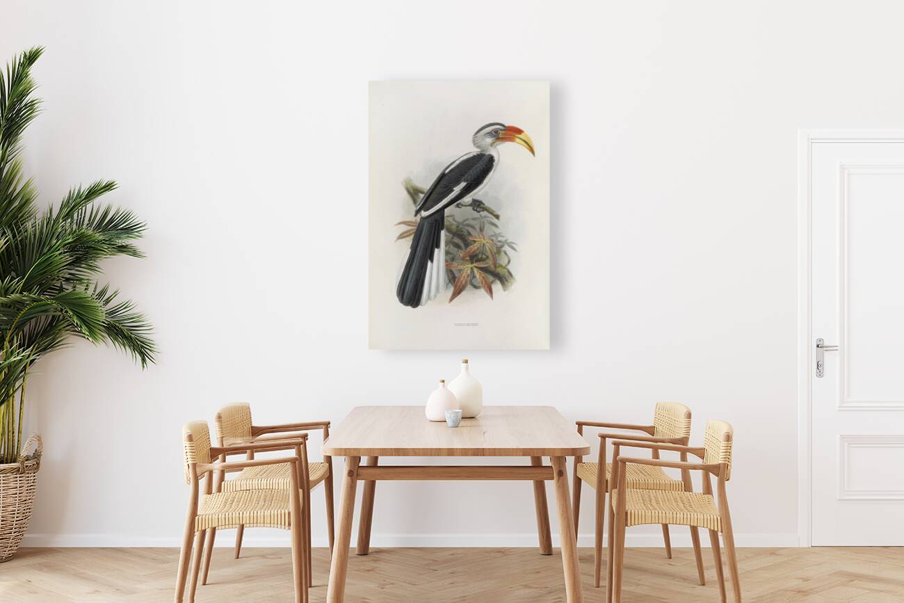 Tockus deckeni 1882 Reproduction