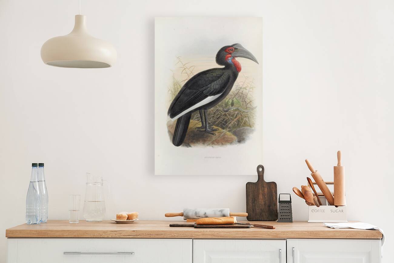 Bucorvus cafer 1882 Reproduction