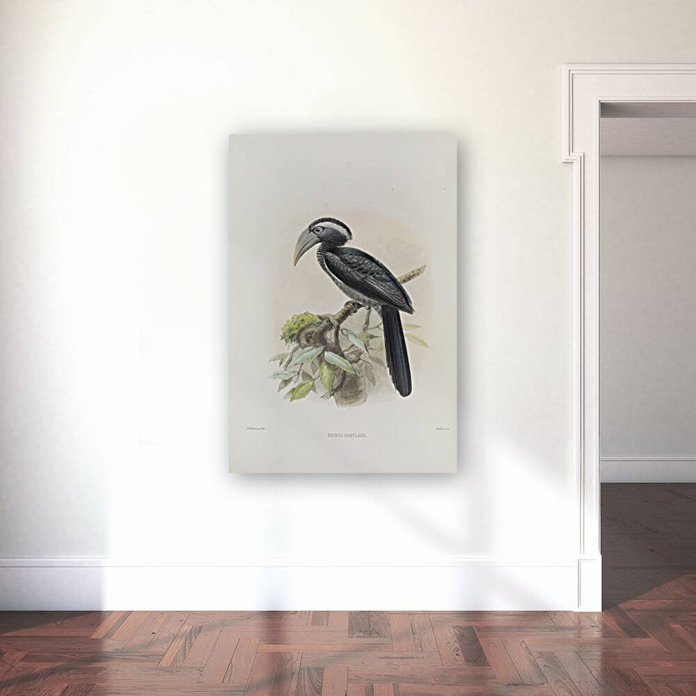 Tockus hartlaubi 1882 Reproduction