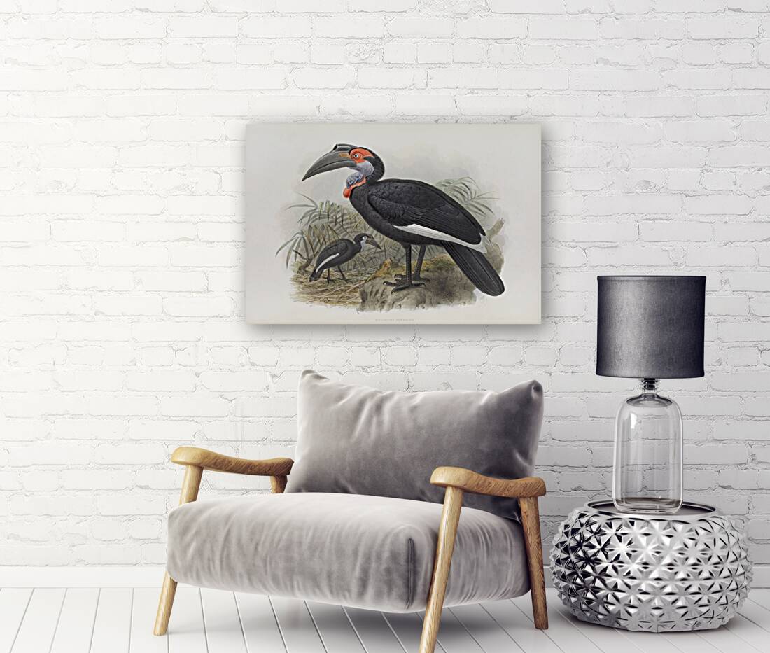 Bucorvus pyrrhops 1882 Reproduction