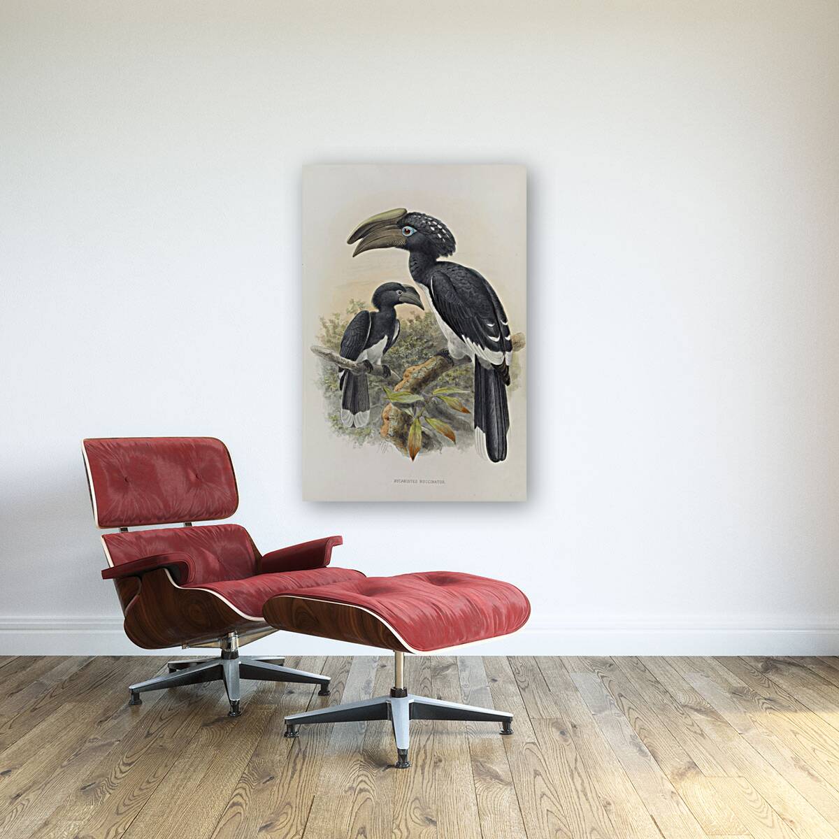 Bycanistes buccinator 1882 Reproduction