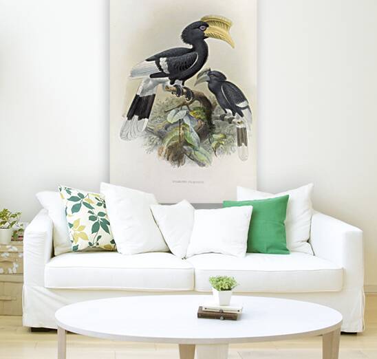 Bycanistes cylindricus 1882 Reproduction