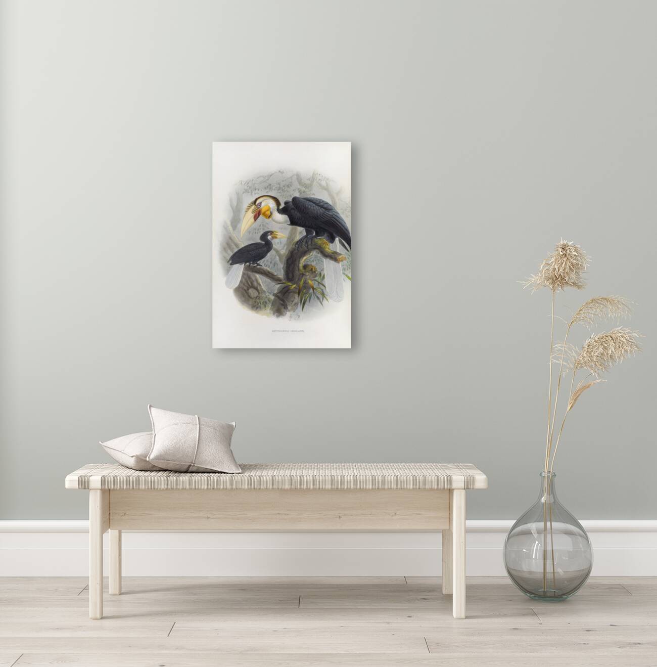 Rhytidoceros undulatus 1882 Reproduction