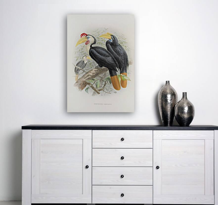 Cranorrhinus corrugatus 1882 Reproduction