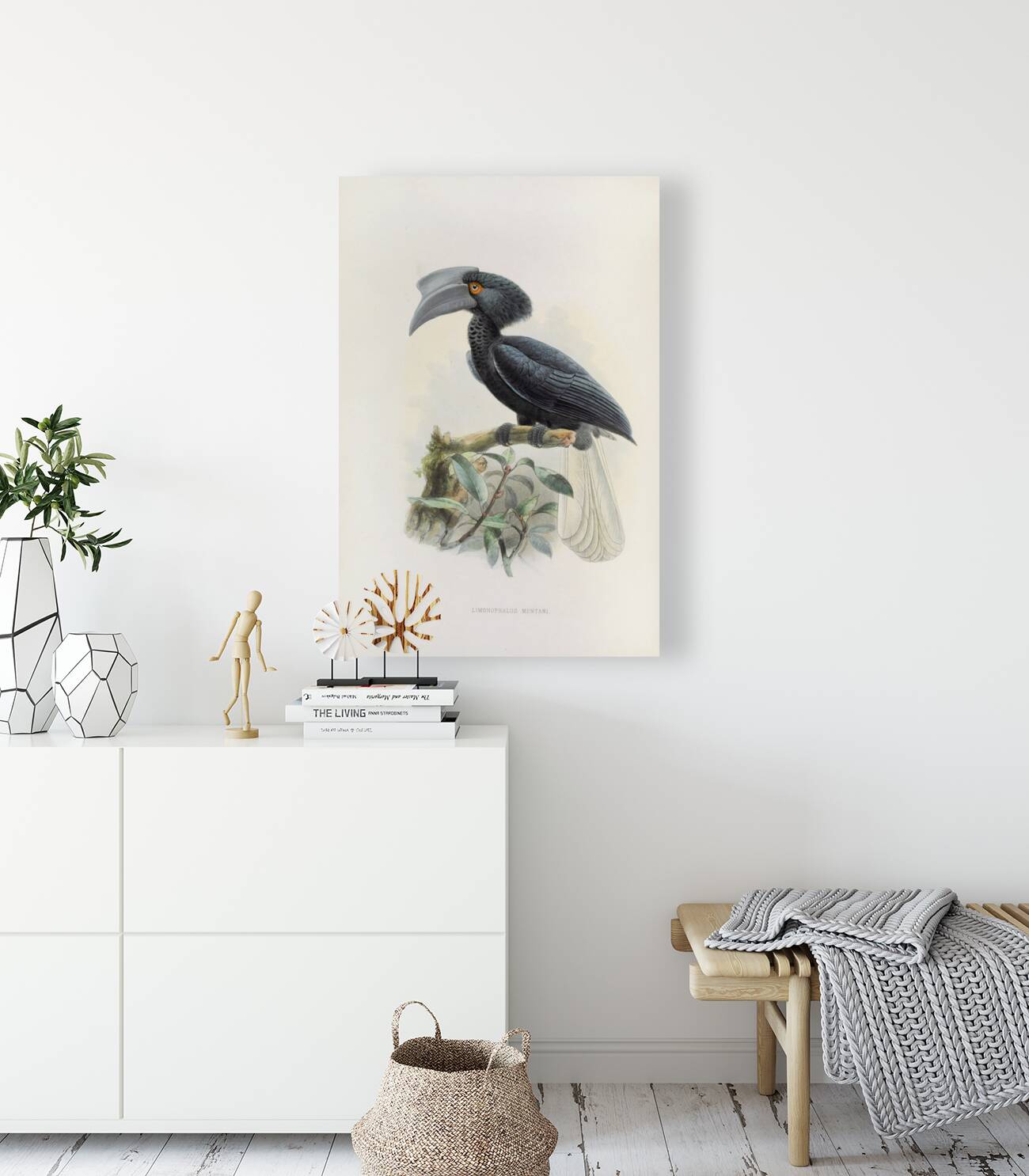 Limonophalus montani 1882 Reproduction