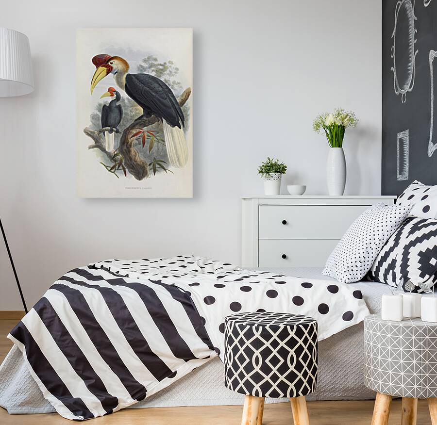 Cranorrhinus cassidix 1882 Reproduction