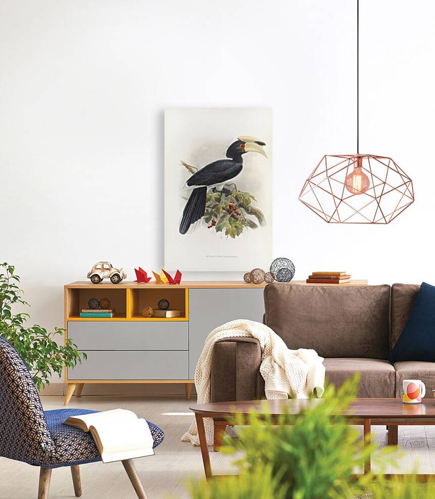 Anthracoceros fraterculus 1882 Reproduction