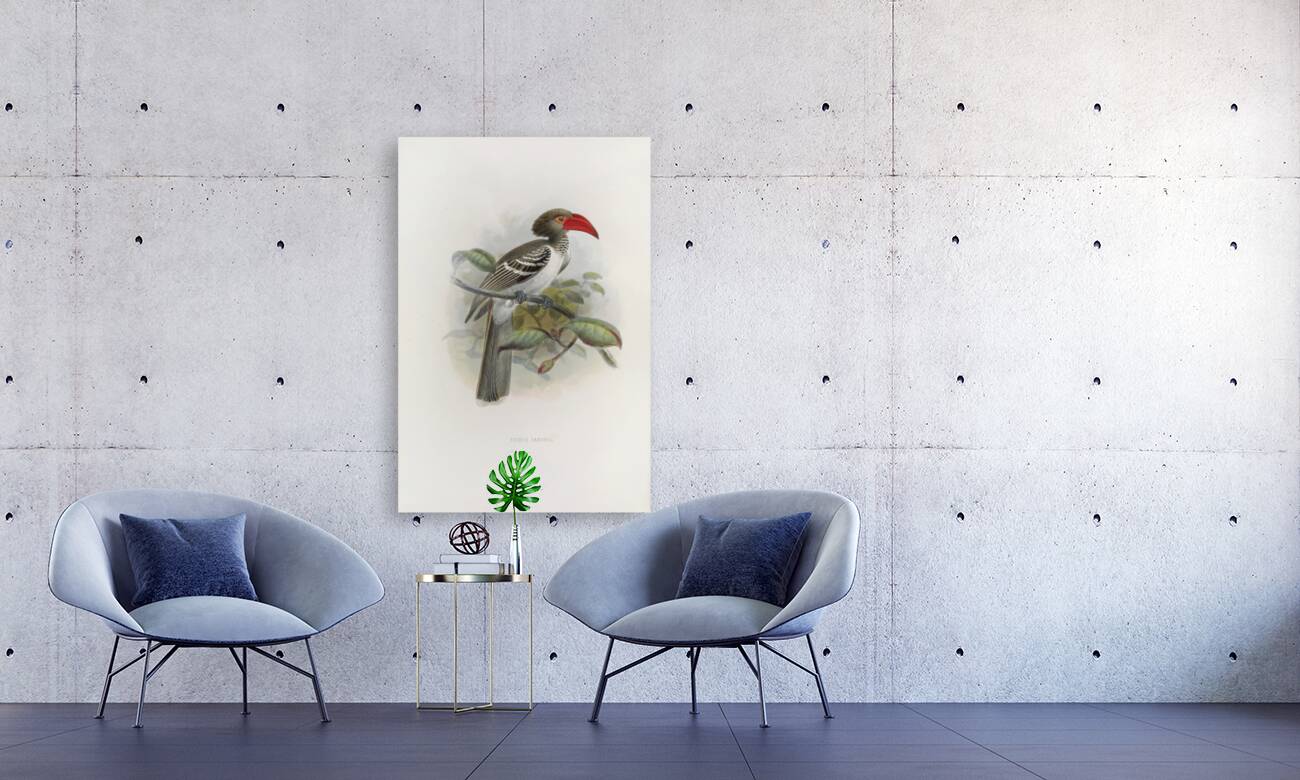 Tockus camurus 1882 Reproduction