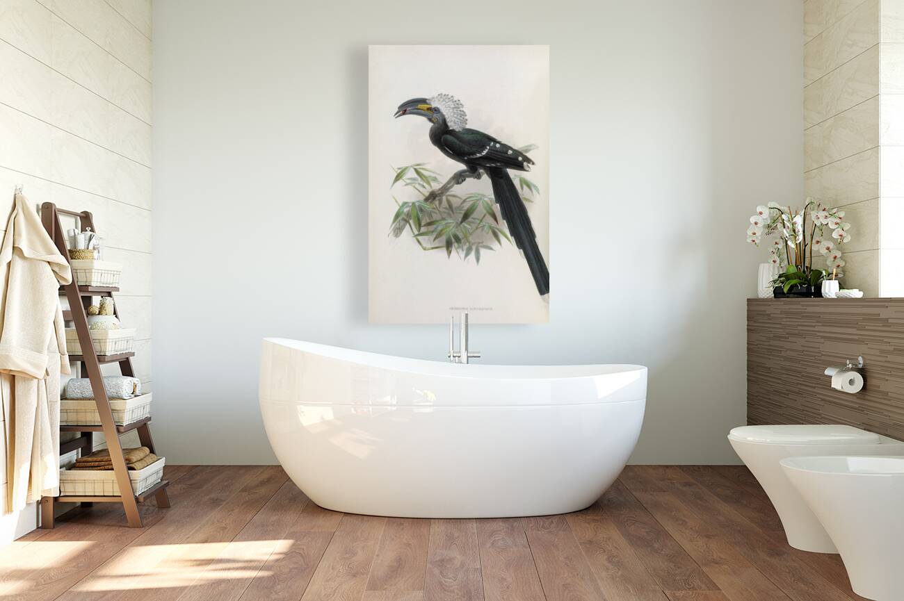 Anorrhinus albocristatus 1882 Reproduction