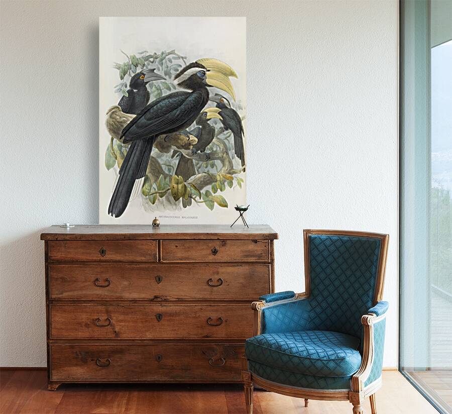 Anthracoceros malayanus 1882 Reproduction