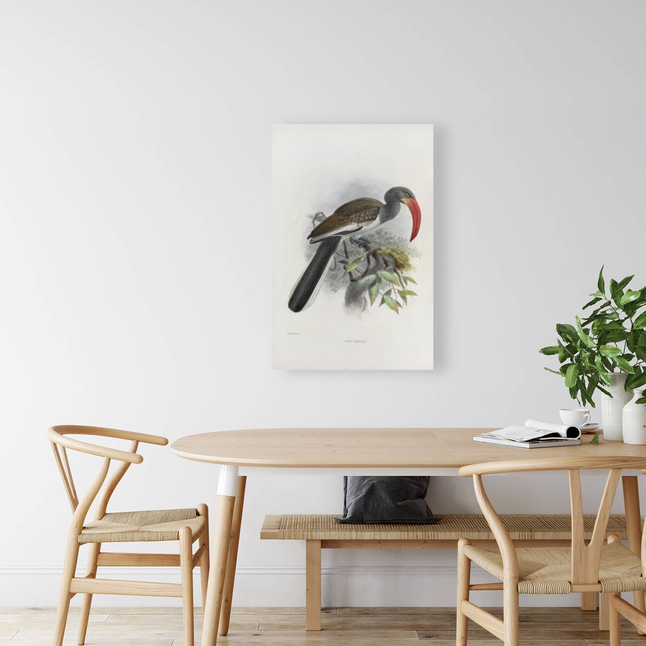 Tockus monteiri 1882 Reproduction