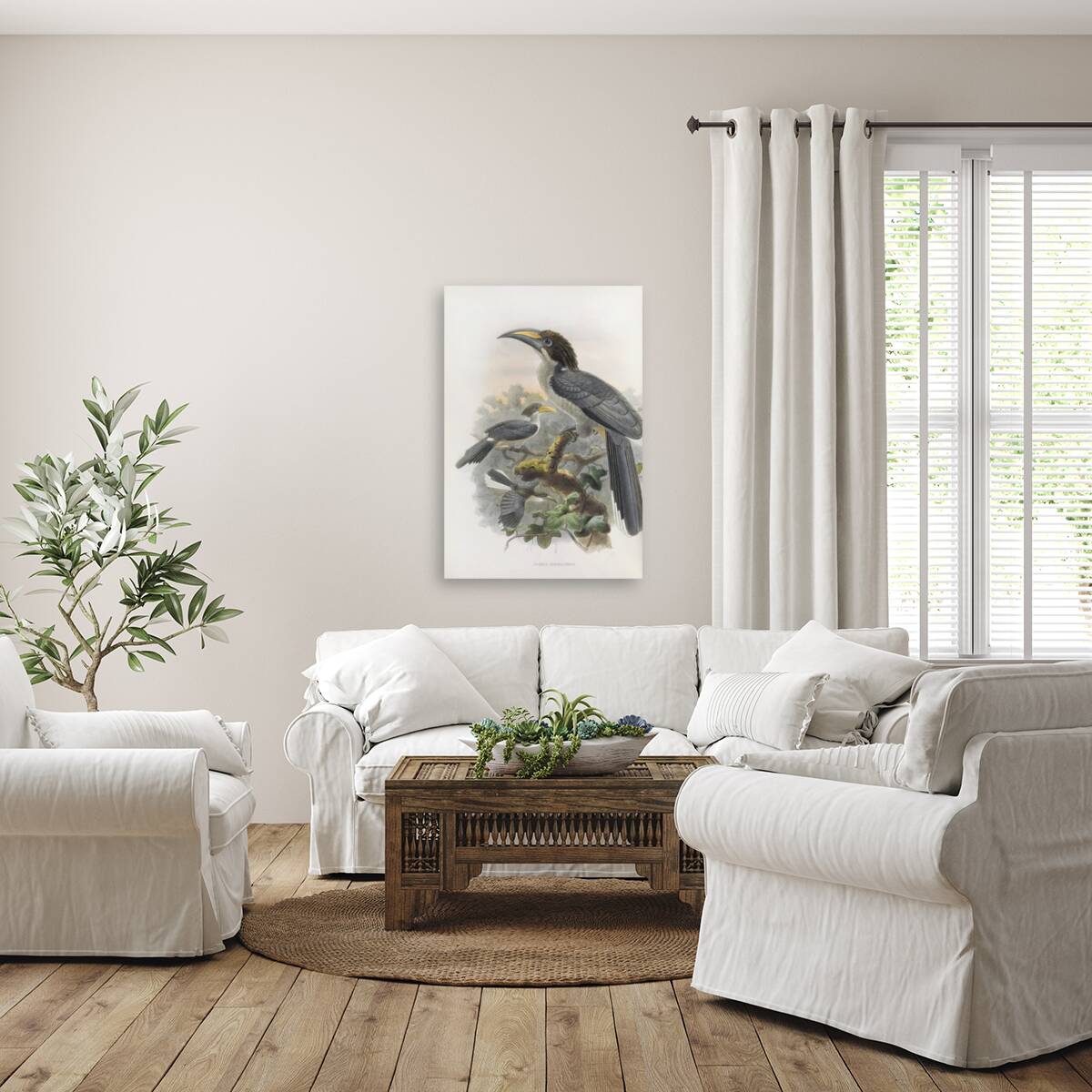 Tockus gingalensis 1882 Reproduction