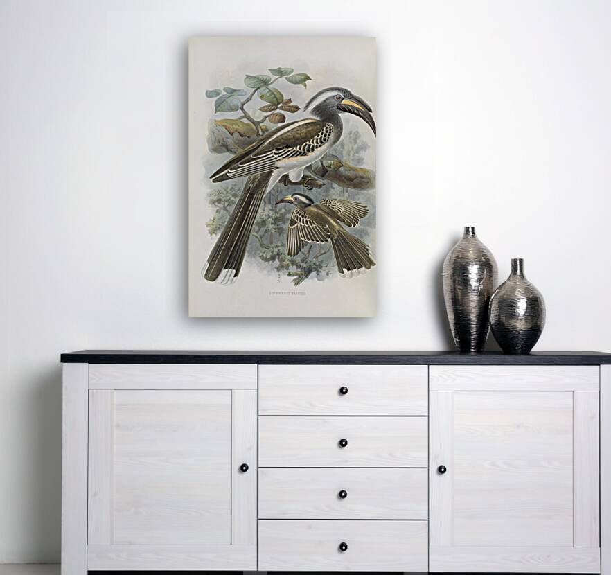 Lophoceros nasutus 1882 Reproduction