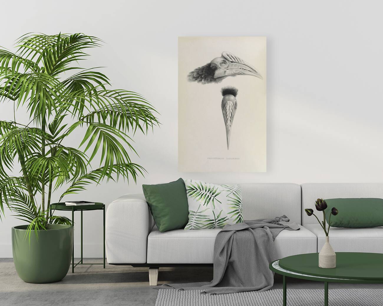 Pholidophalus casuarinus 1882 Reproduction