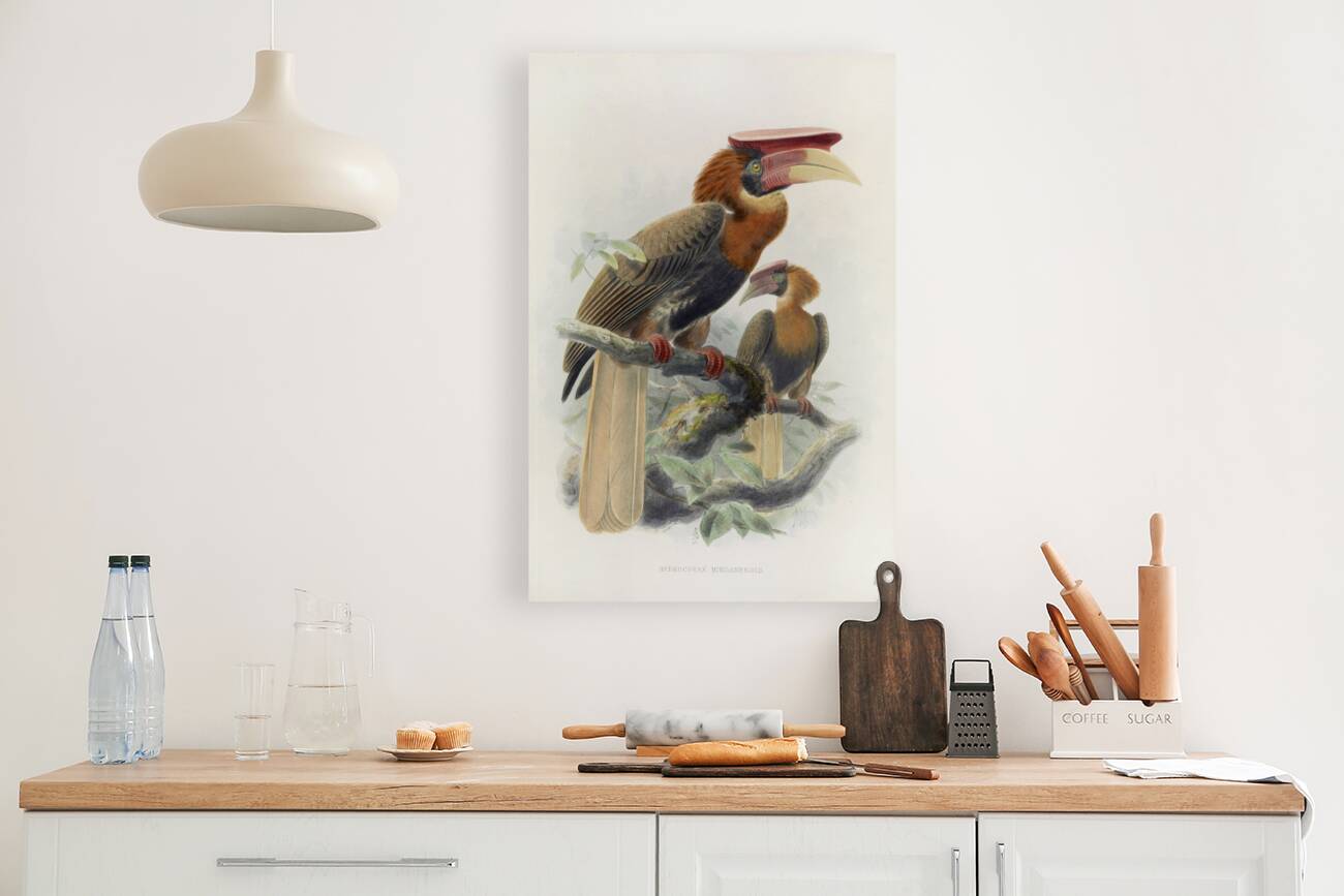 Hydrocorax mindanensis 1882 Reproduction