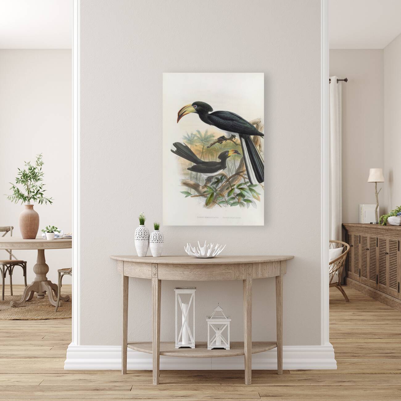 Tockus fasciatusTockus semifasciatus 1882 Reproduction