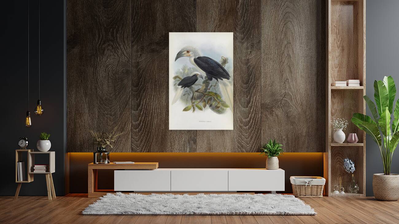 Anorrhinus comatus 1882 Reproduction