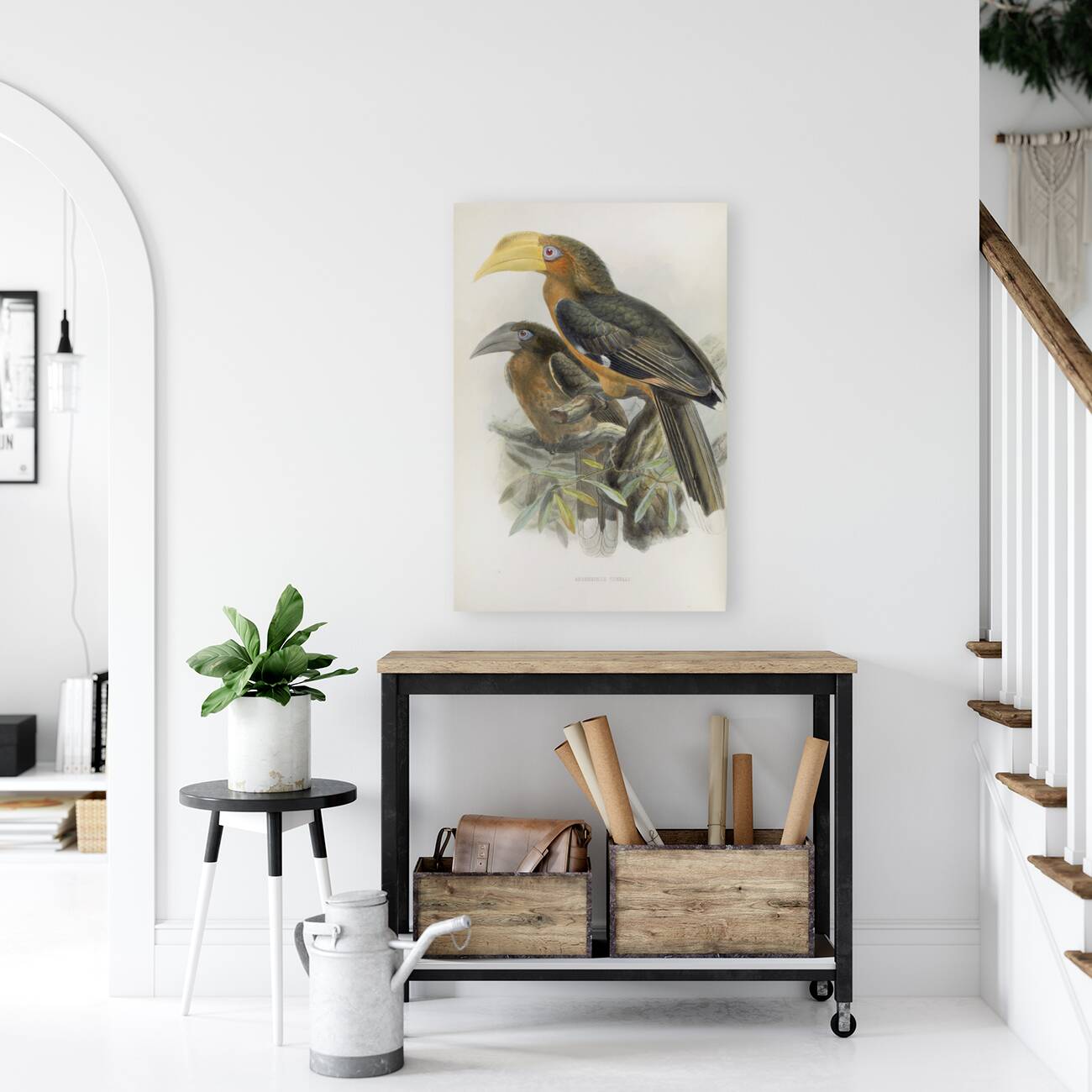 Anorrhinus tickelli 1882 Reproduction