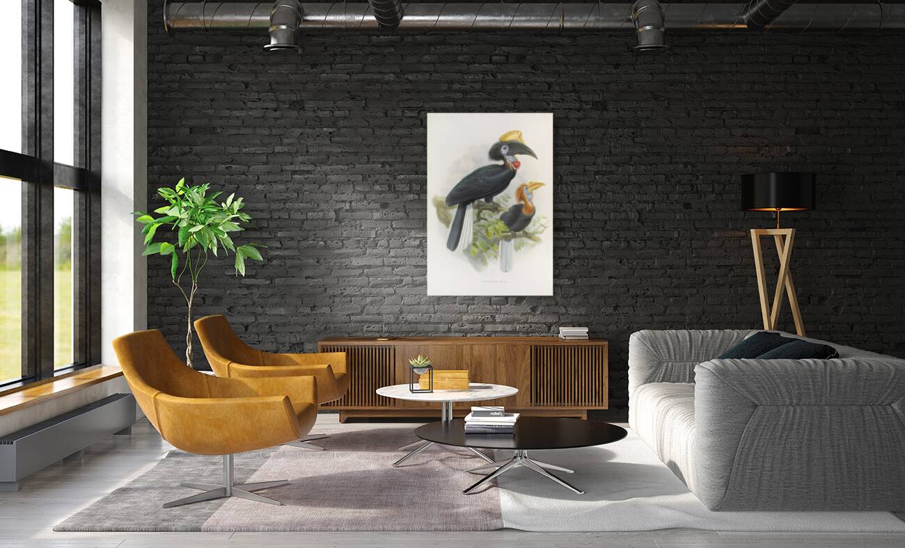 Ceratogymna elata 1882 Reproduction