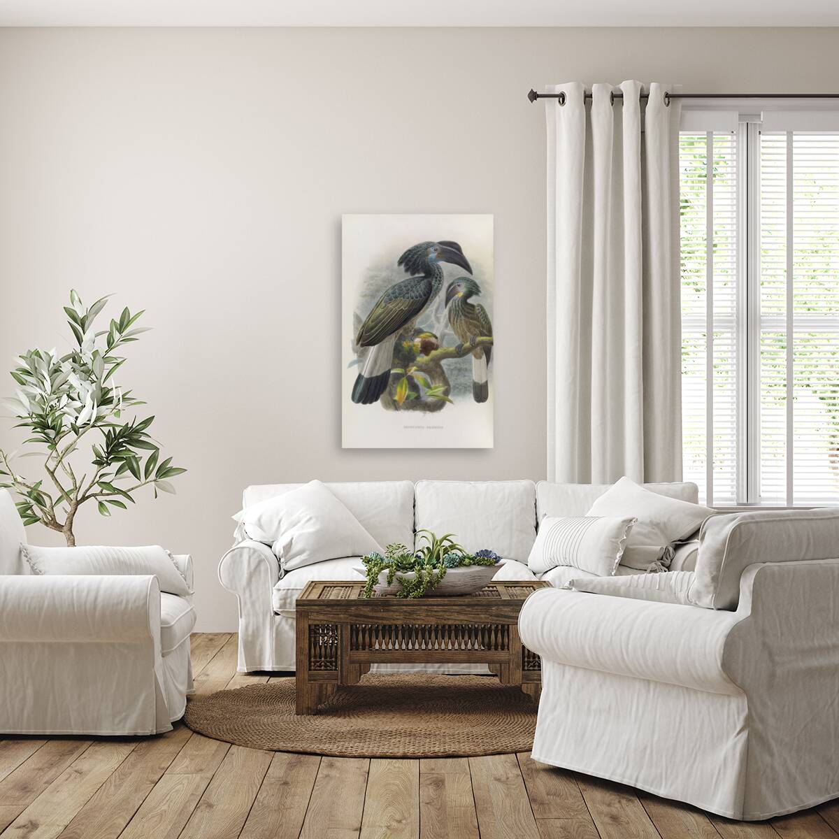 Anorrhinus galeritus 1882 Reproduction