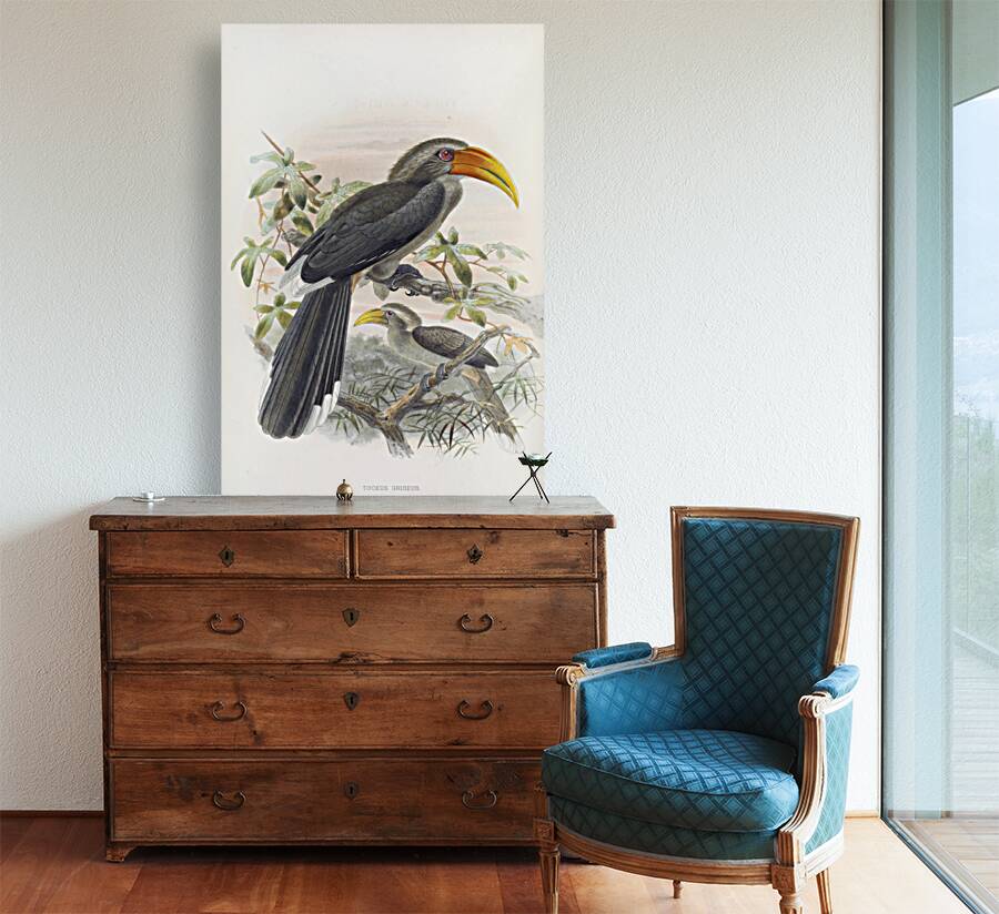 Tockus griseus 1882 Reproduction