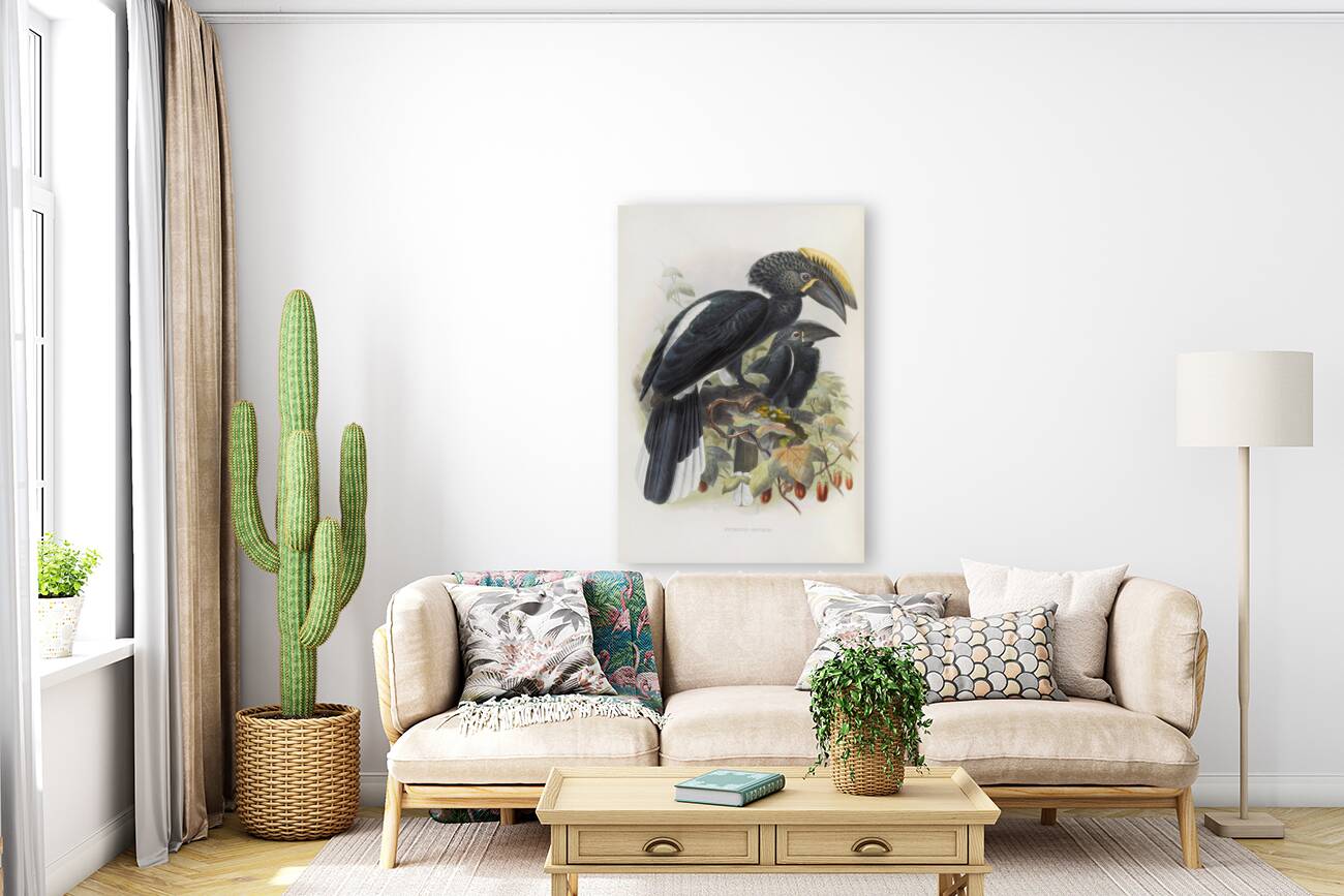 Bycanistes cristatus 1882 Reproduction