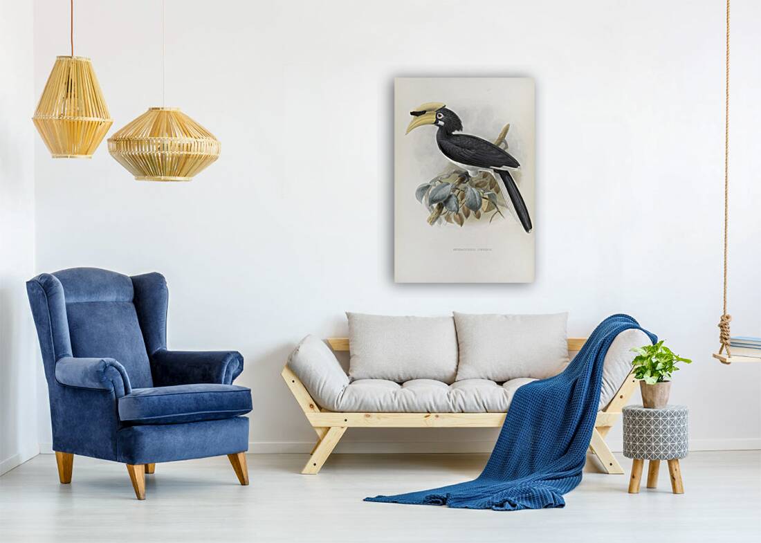 Anthracoceros convexus 1882 Reproduction