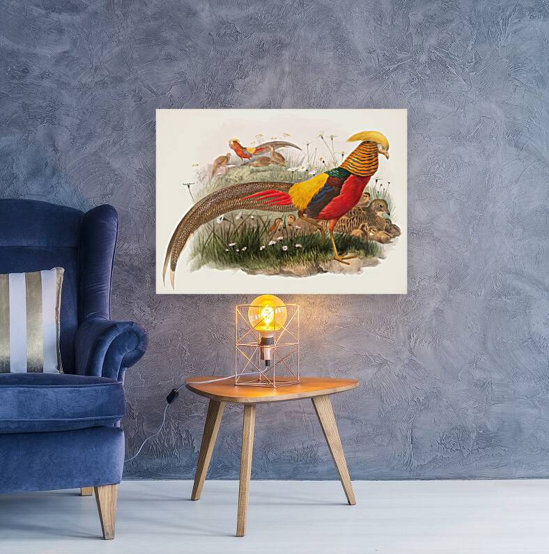 Thaumalea picta. 1872 Reproduction