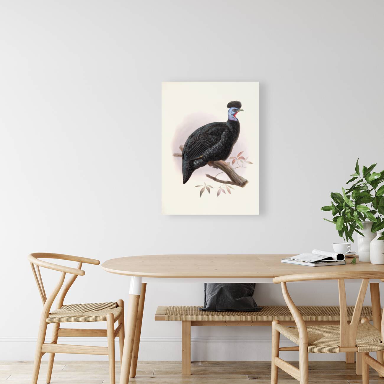 Thaumalea obscura. 1872 Reproduction