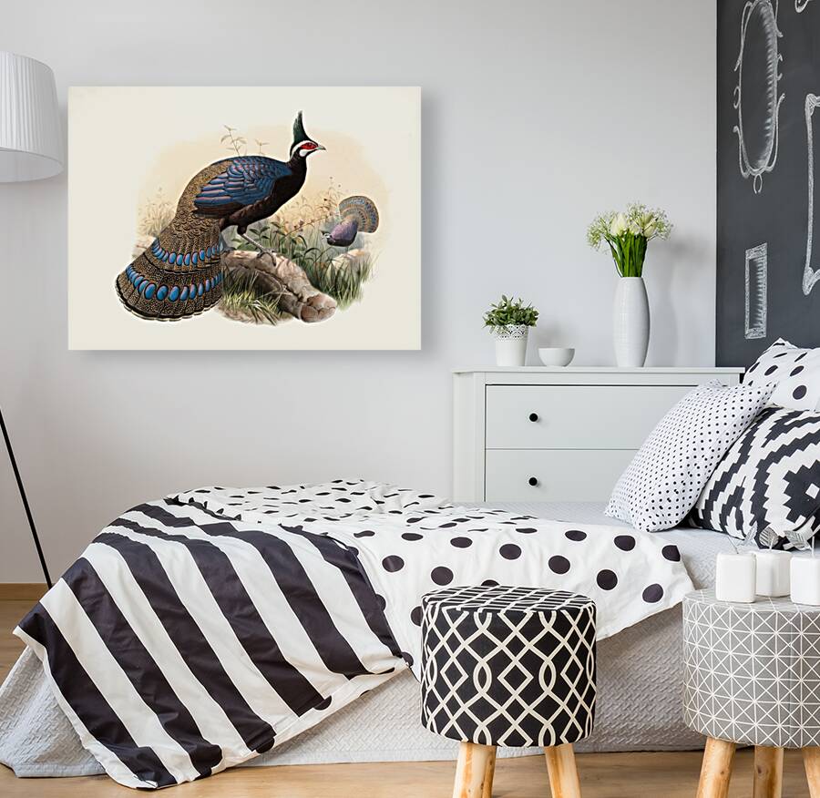 Polyplectron emphanum. 1872 Reproduction