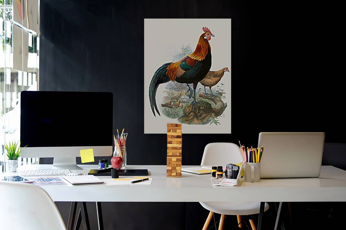 Gallus ferrugineus. 1872 Reproduction