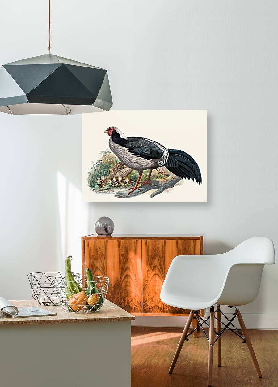 Euplocomus albo-cristatus. 1872 Reproduction