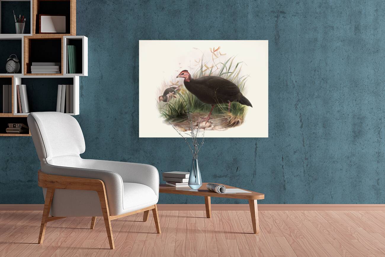 Phasidus Niger 1872 Reproduction