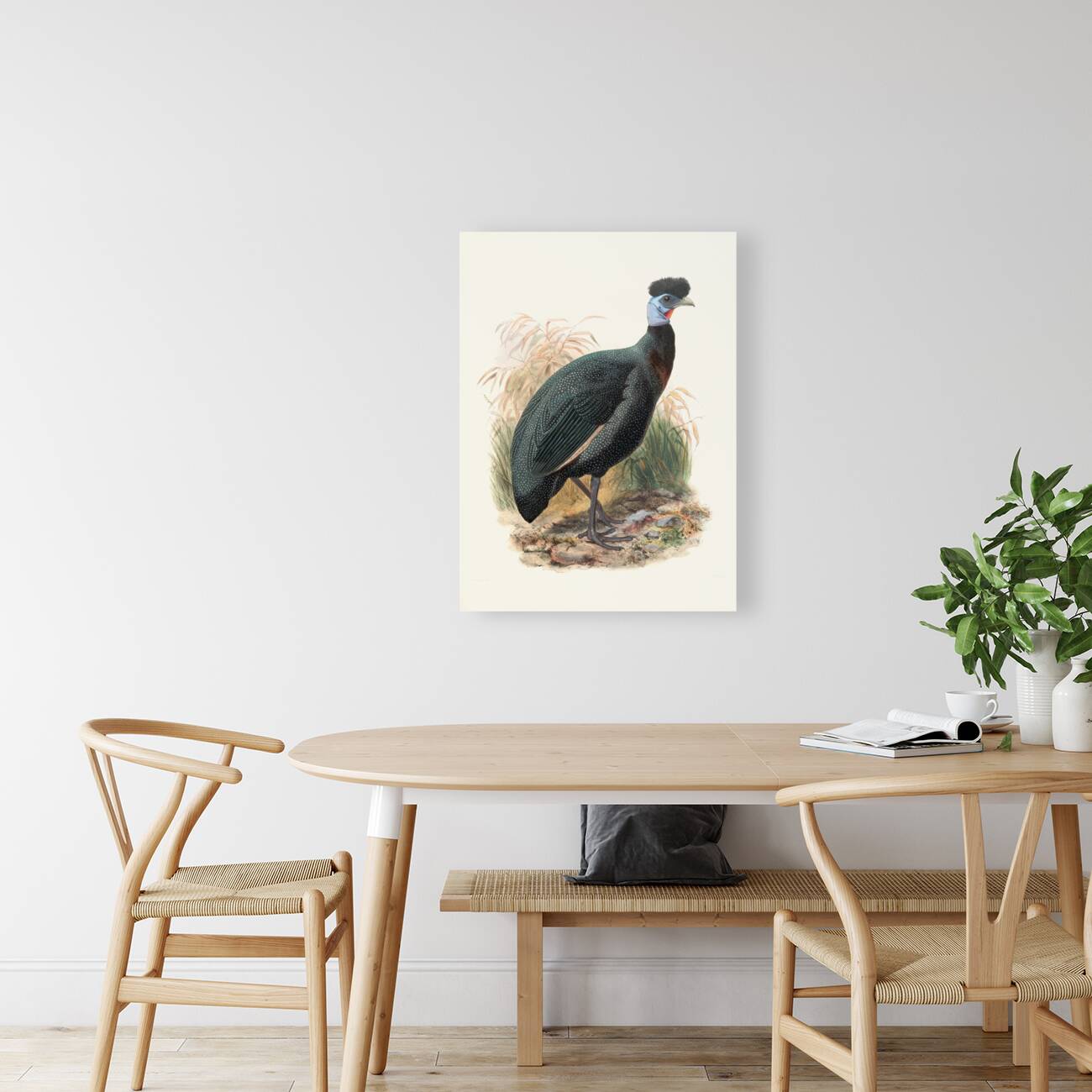 Numida Verreauxii. 1872 Reproduction