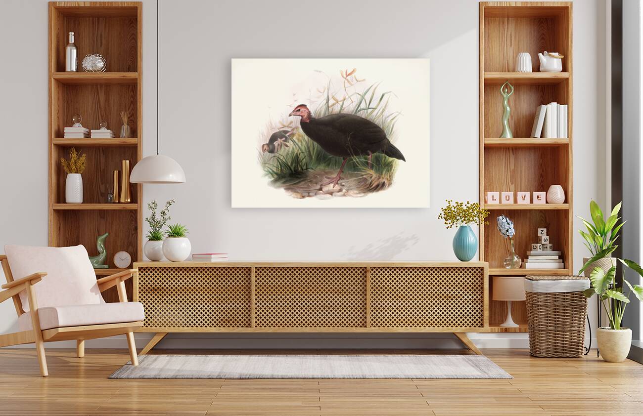 Phasidus Niger 1872 Reproduction