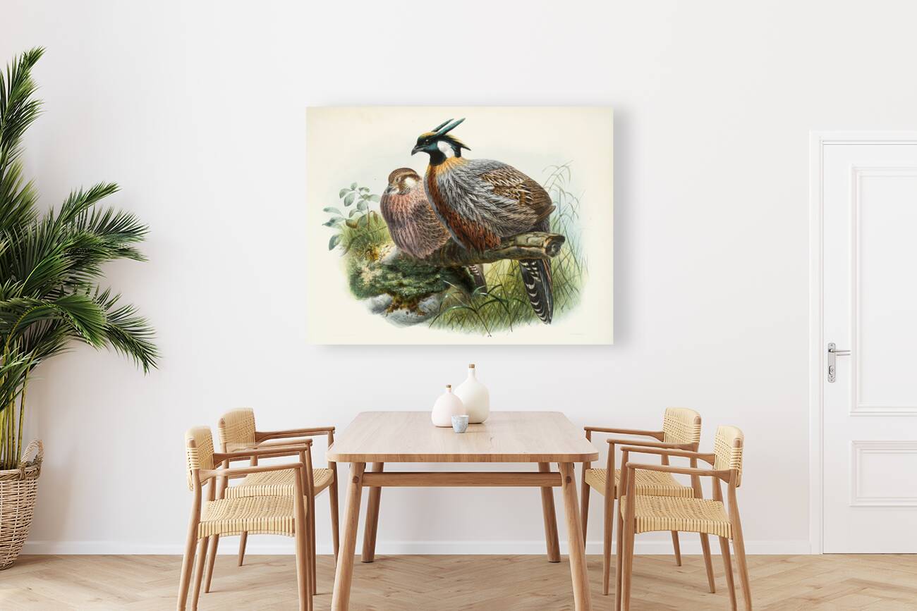 Purcasia xanthospila. 1872 Reproduction