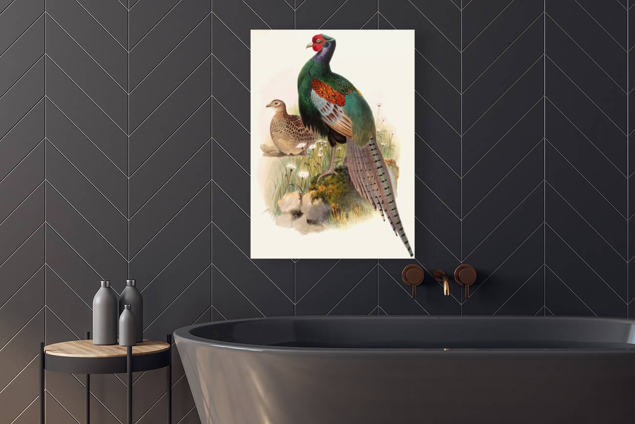 Phasianus versicolor. 1872 Reproduction