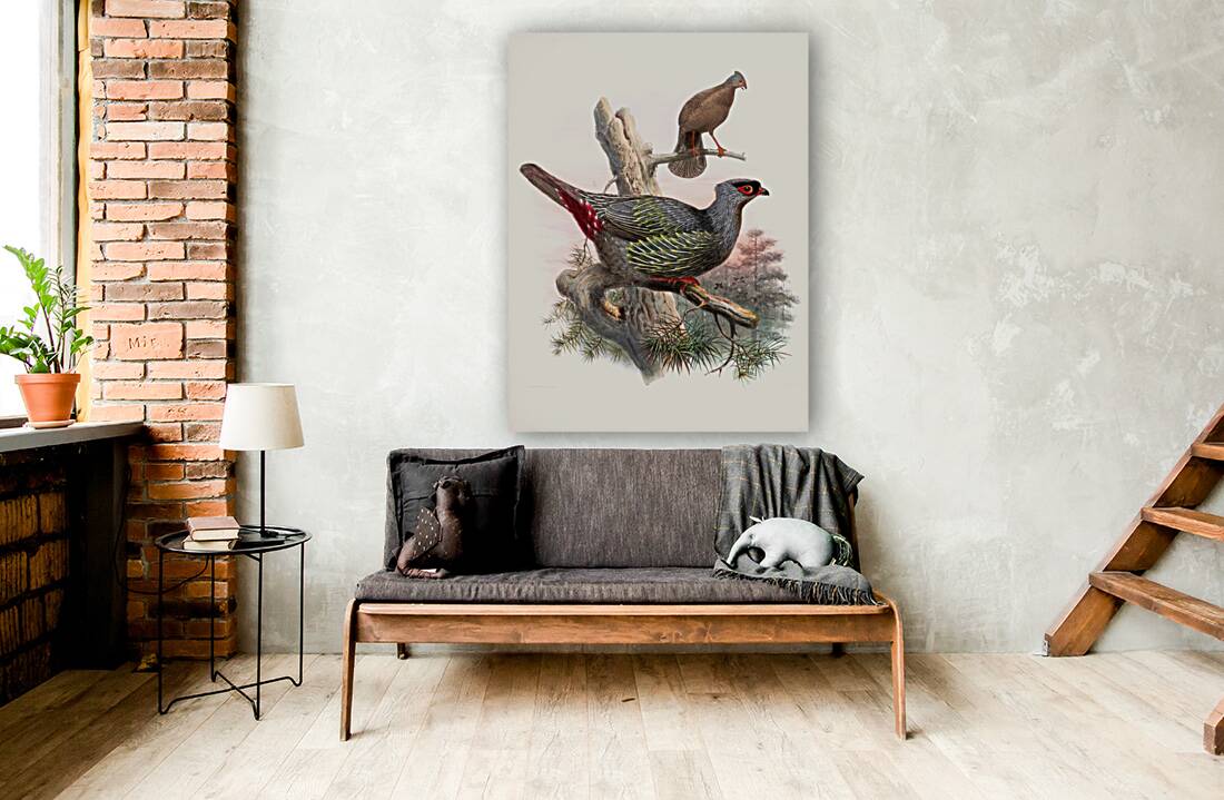 Ithaginis Geoffroyi. 1872 Reproduction