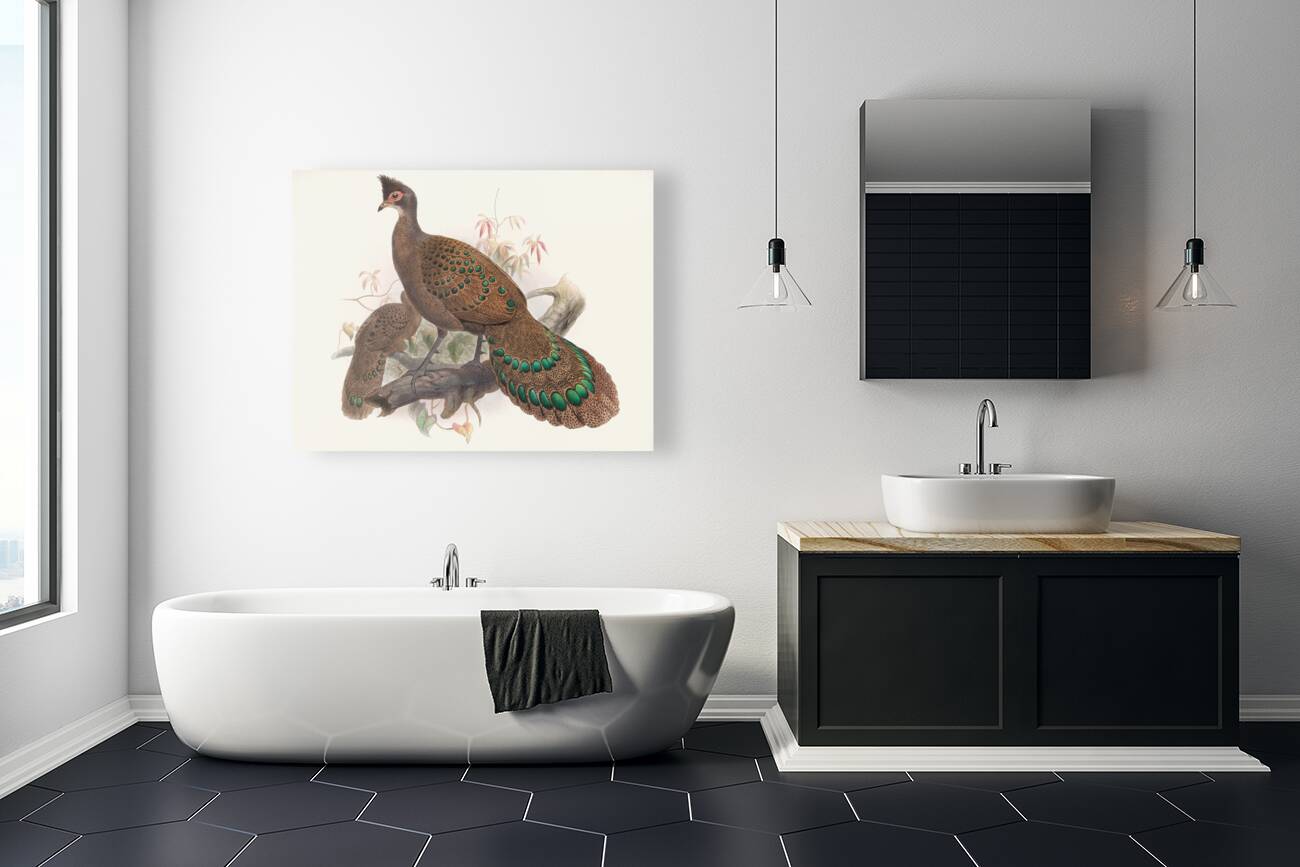 Polyplectron bicalcaratum. 1872 Reproduction