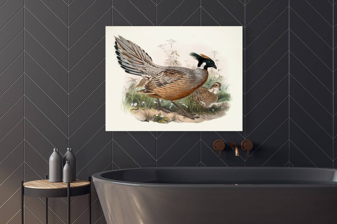 Purcasia Darwini. 1872 Reproduction